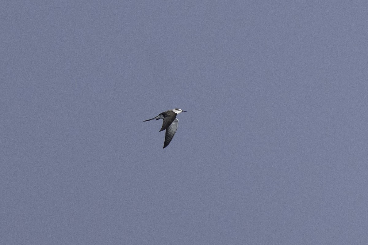 Txenada bridaduna - ML643636077