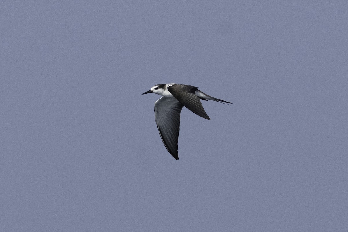 Txenada bridaduna - ML643636083