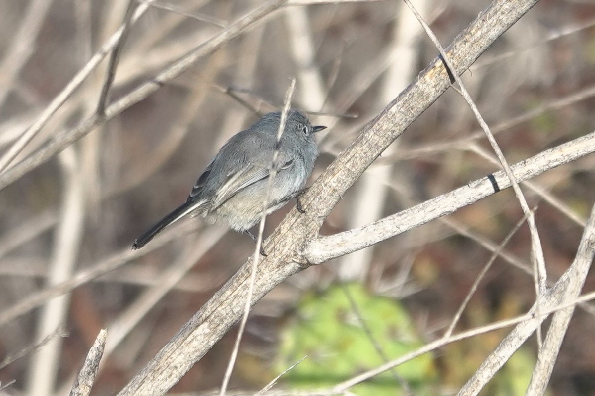 California Gnatcatcher - ML643636147