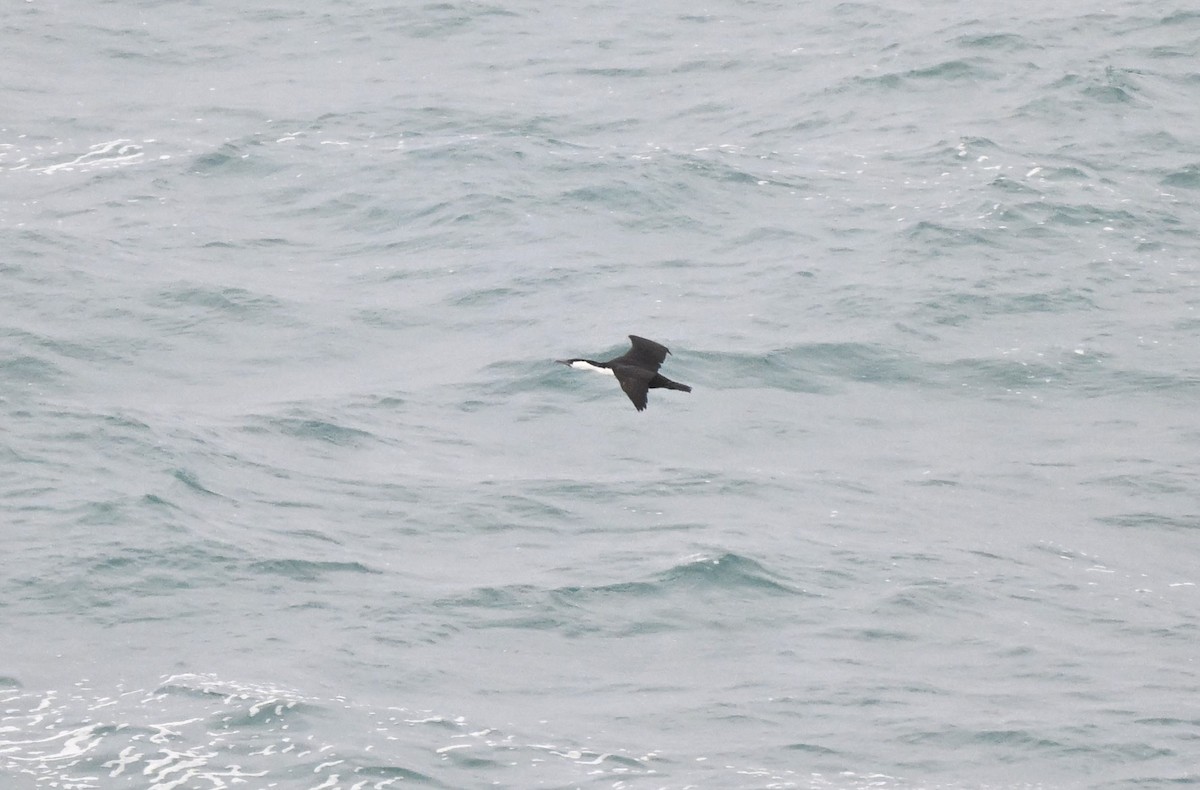 Black-faced Cormorant - ML643636150
