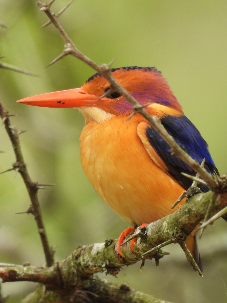African Pygmy Kingfisher - ML643636159