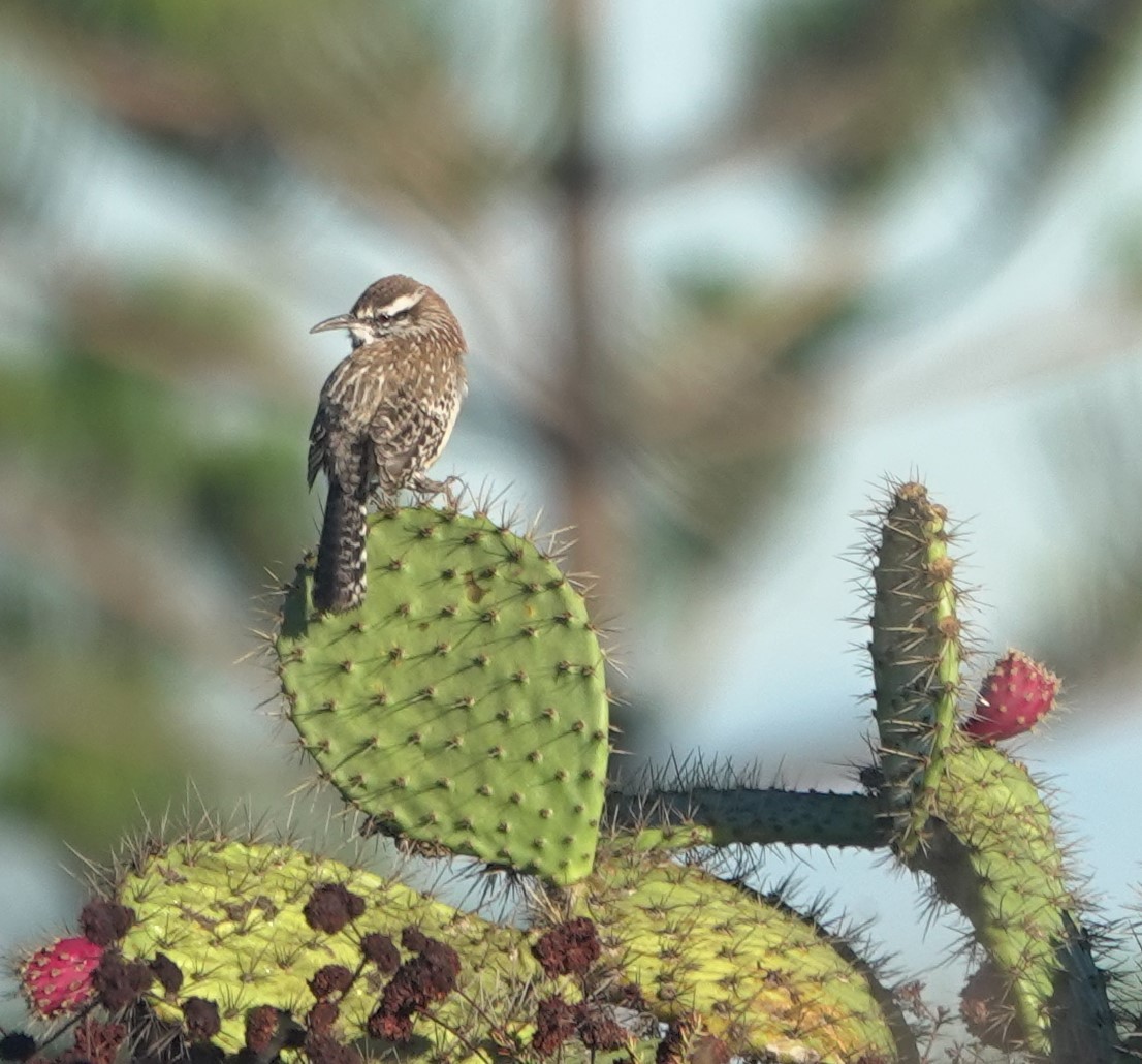 Cactus Wren - ML643636162