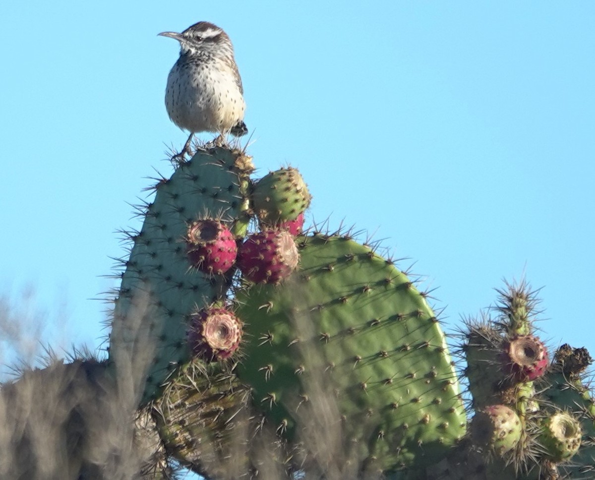 Cactus Wren - ML643636163