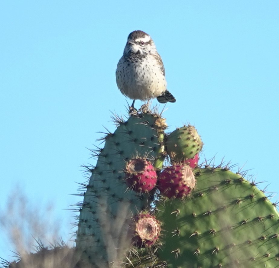 Cactus Wren - ML643636164