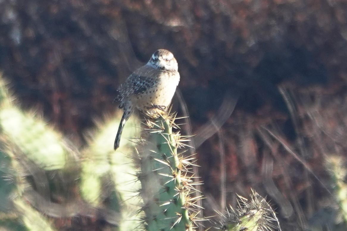 Cactus Wren - ML643636165