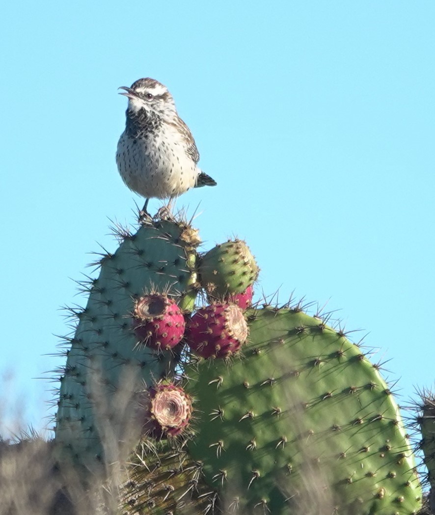 Cactus Wren - ML643636166