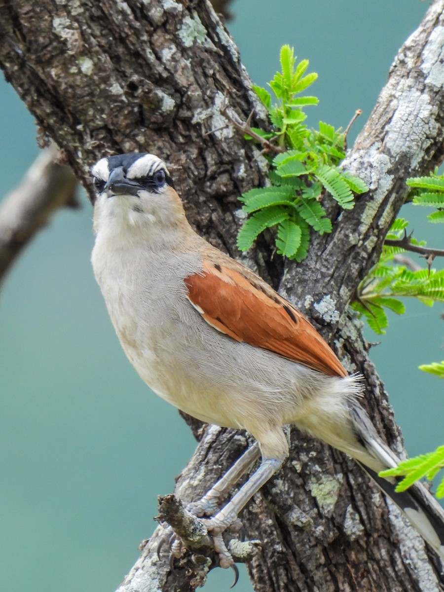 Black-crowned Tchagra - ML643636172