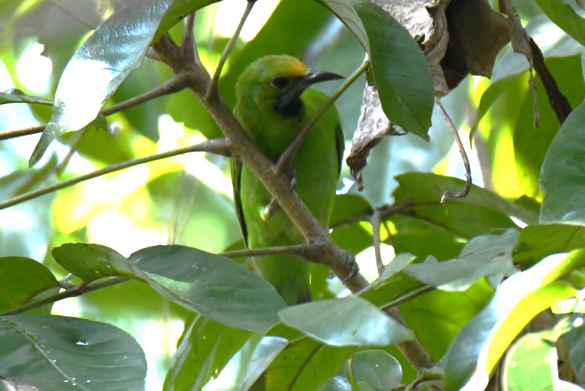Golden-fronted Leafbird - ML643636179