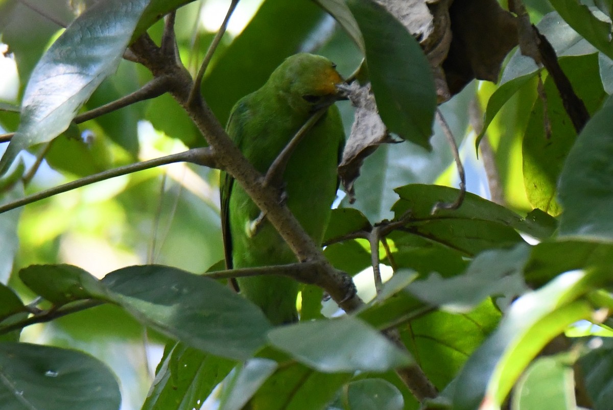 Golden-fronted Leafbird - ML643636185