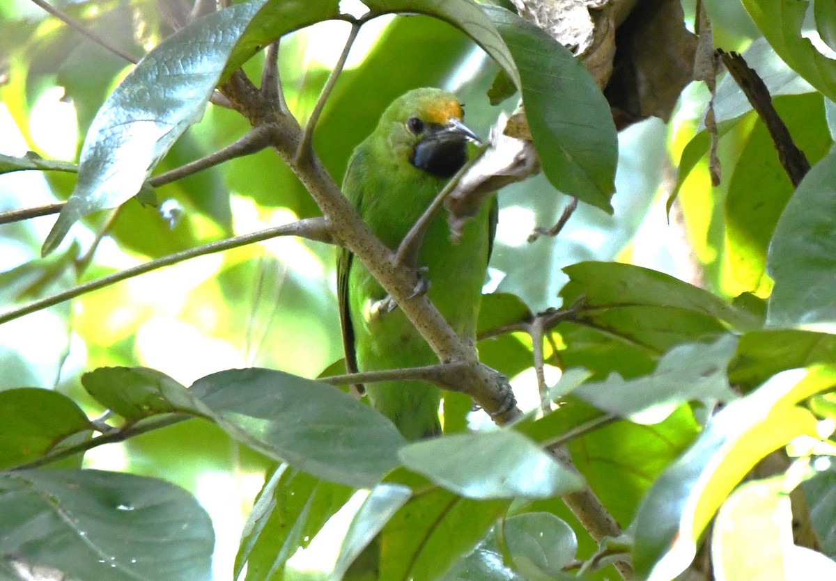 Golden-fronted Leafbird - ML643636187