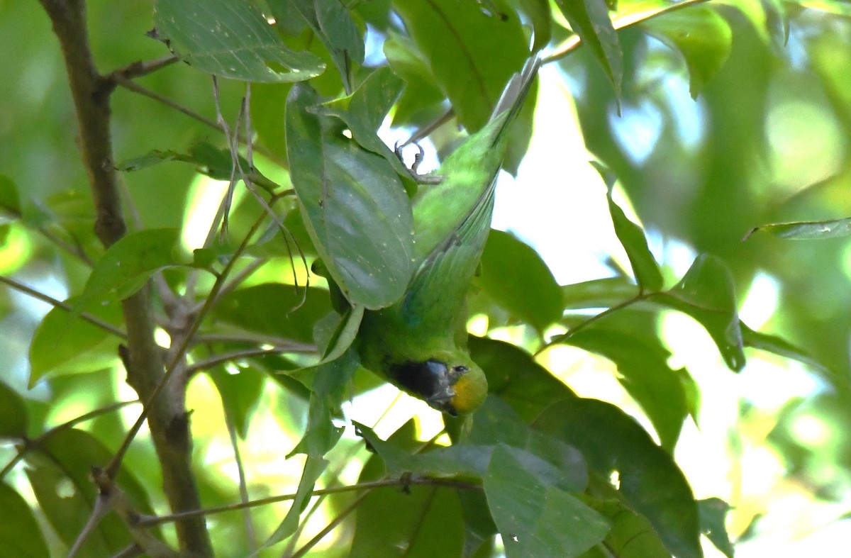 Golden-fronted Leafbird - ML643636190