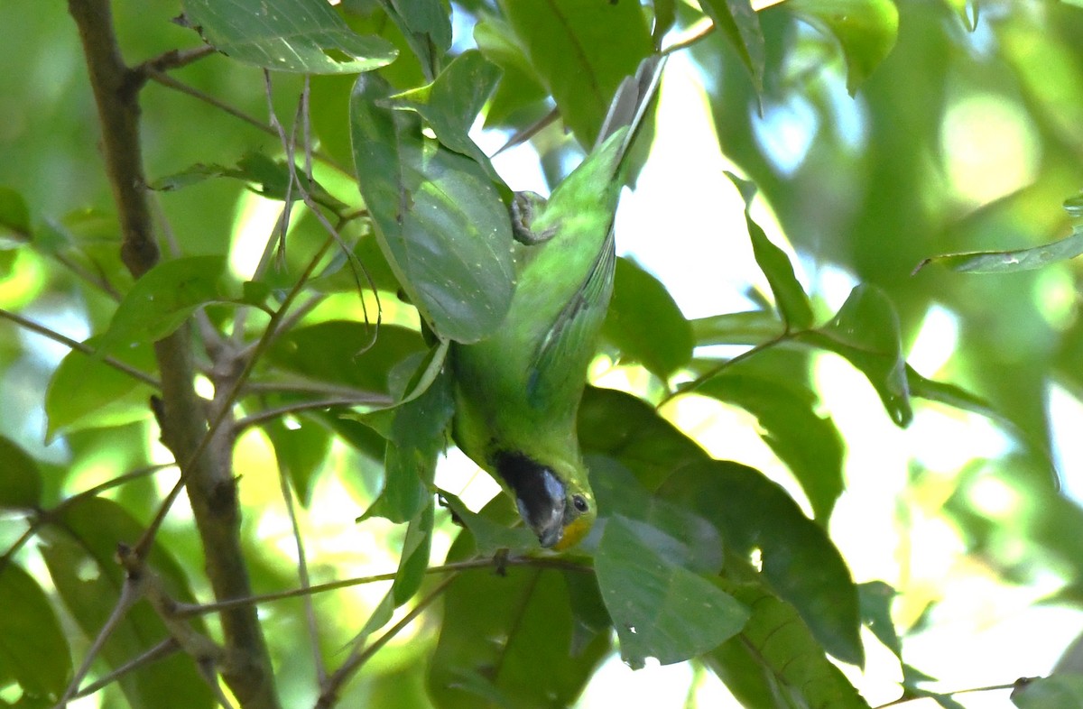 Golden-fronted Leafbird - ML643636193