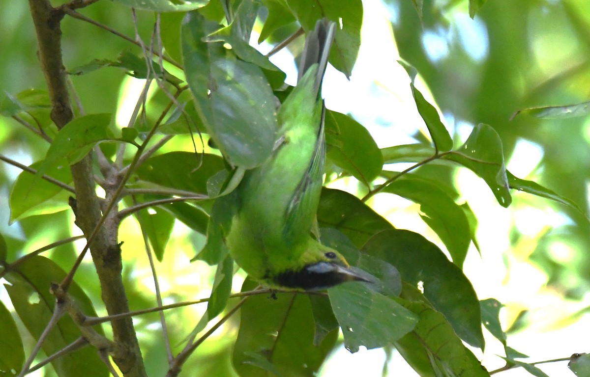 Golden-fronted Leafbird - ML643636195