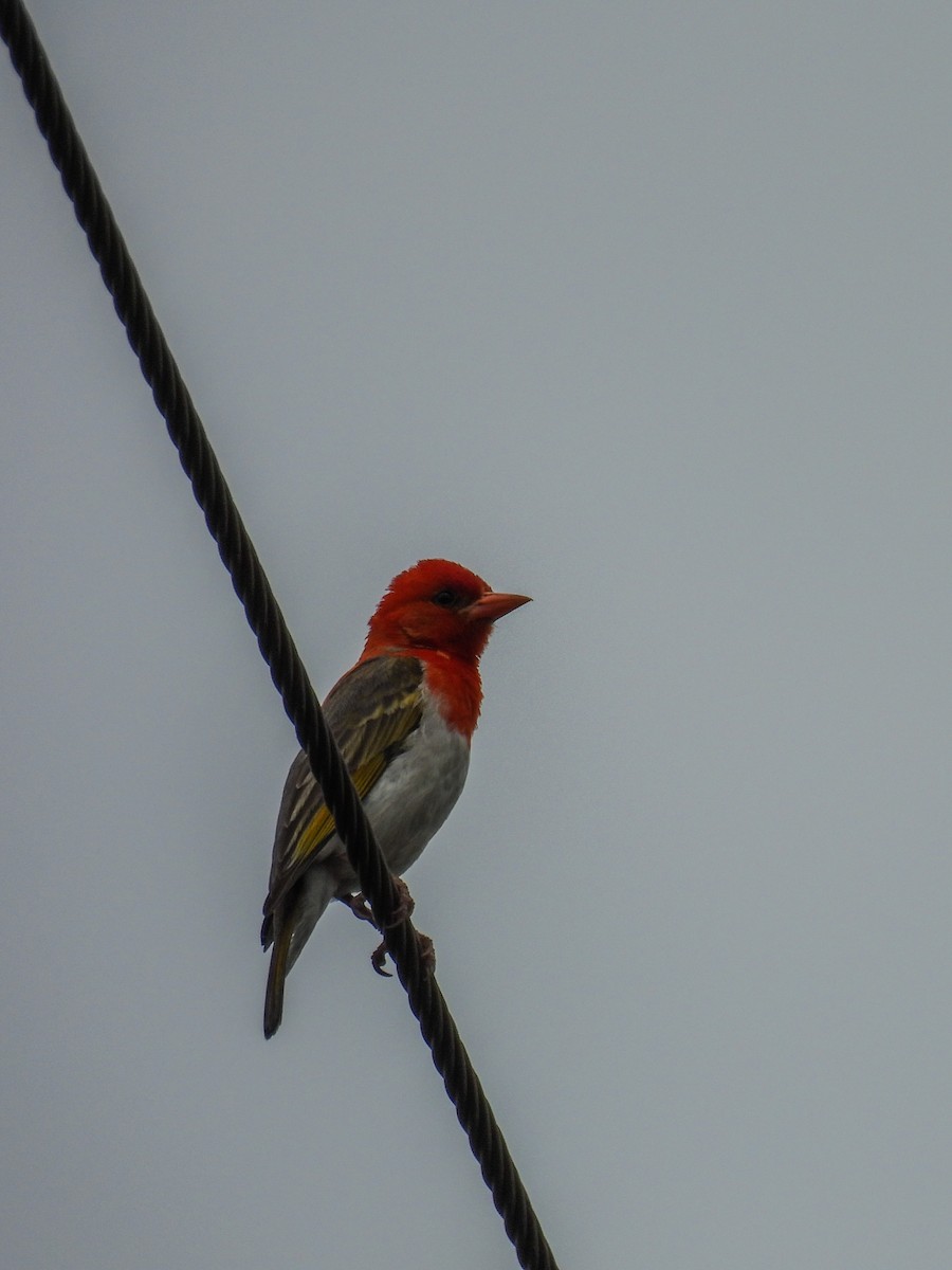 Red-headed Weaver - ML643636202
