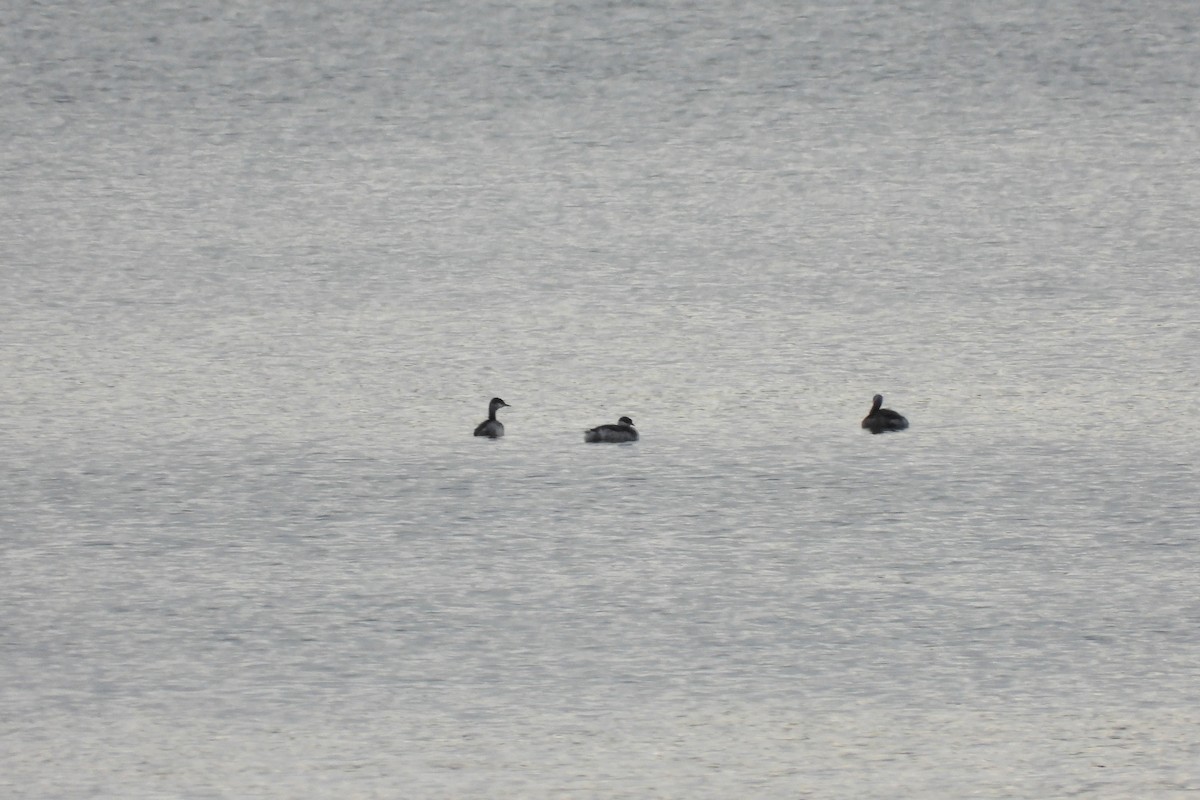 Horned Grebe - ML643636206