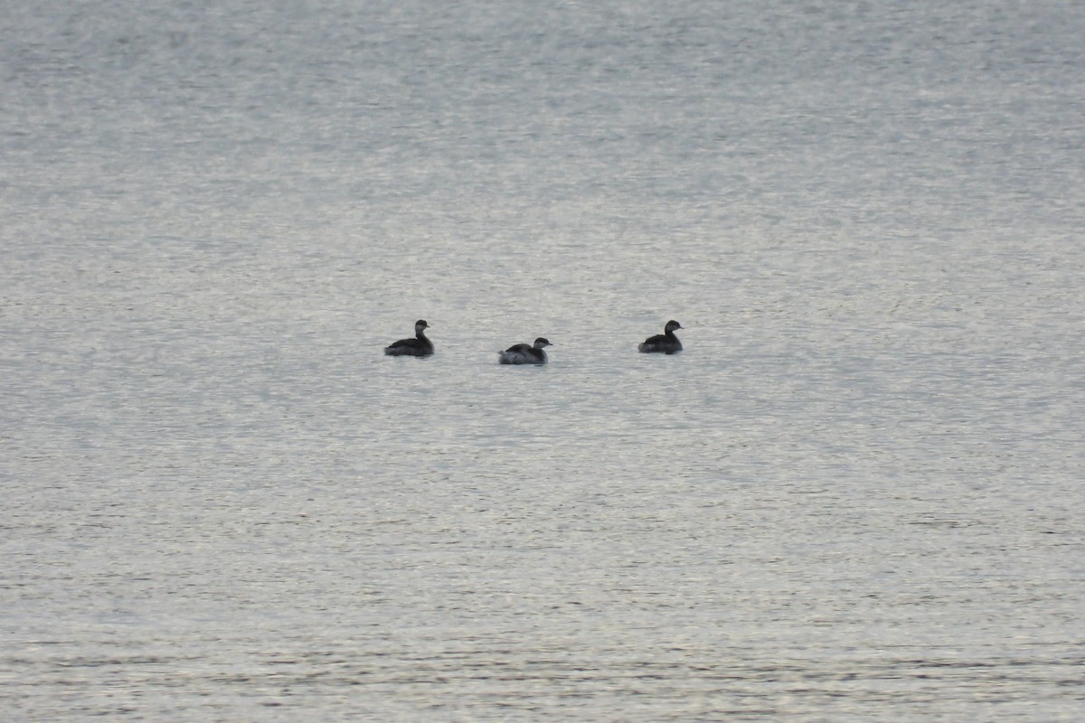 Horned Grebe - ML643636213