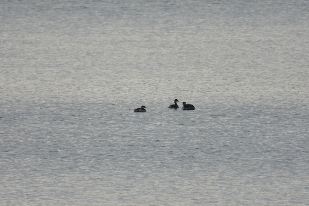 Horned Grebe - ML643636221