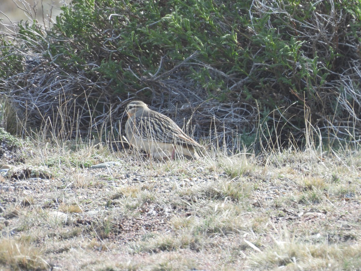 Tawny-throated Dotterel - ML643636233