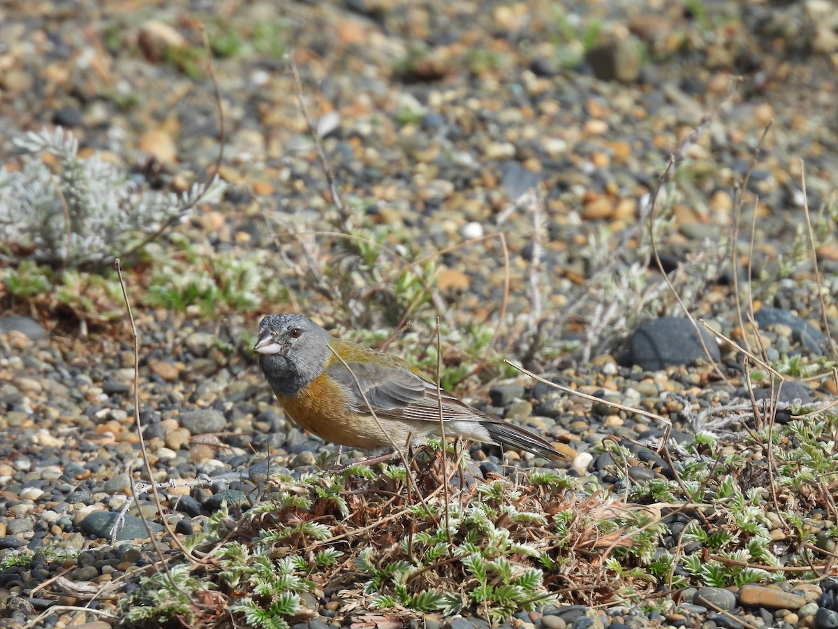 Gray-hooded Sierra Finch - ML643636261