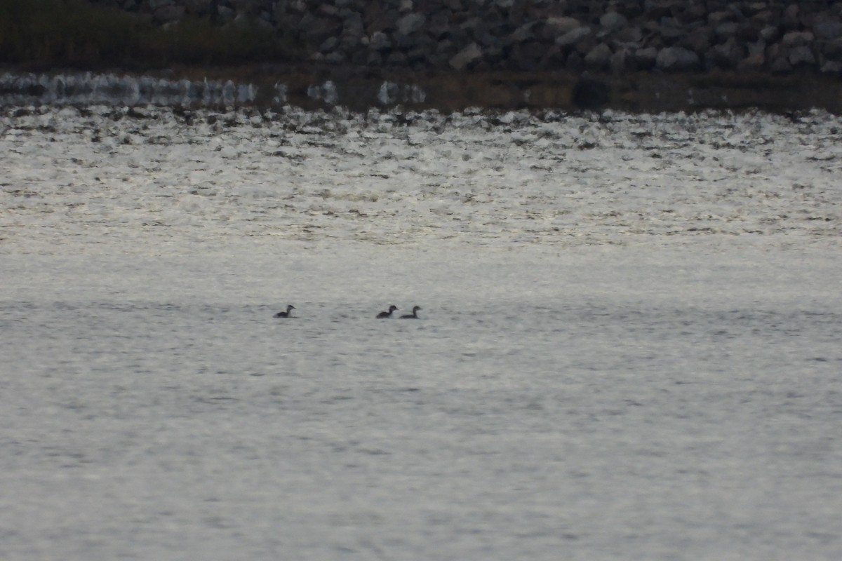 Horned Grebe - ML643636263