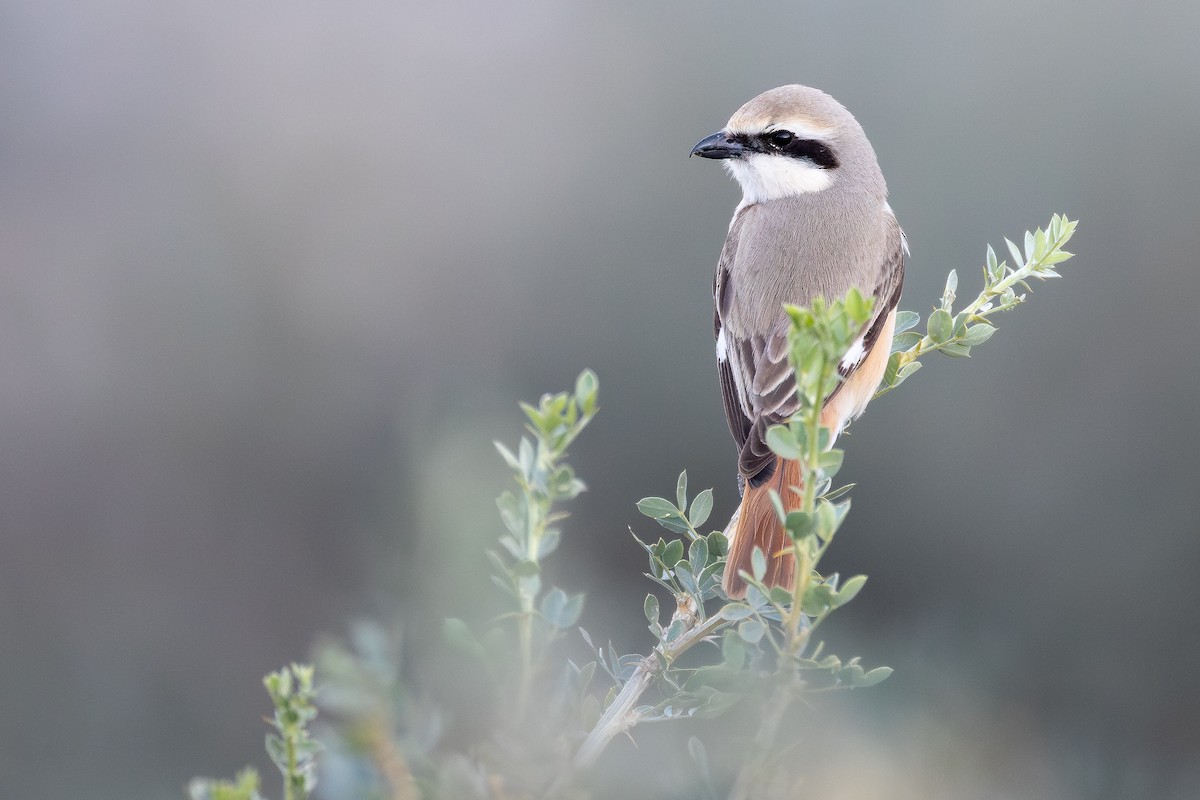 Alcaudón Isabel (isabellinus) - ML643636276