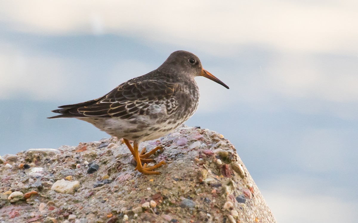 Purple Sandpiper - ML643636277