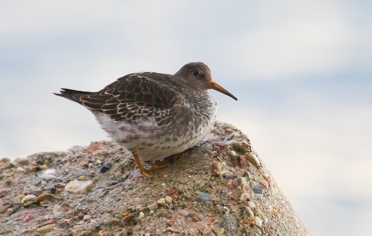 Purple Sandpiper - ML643636278