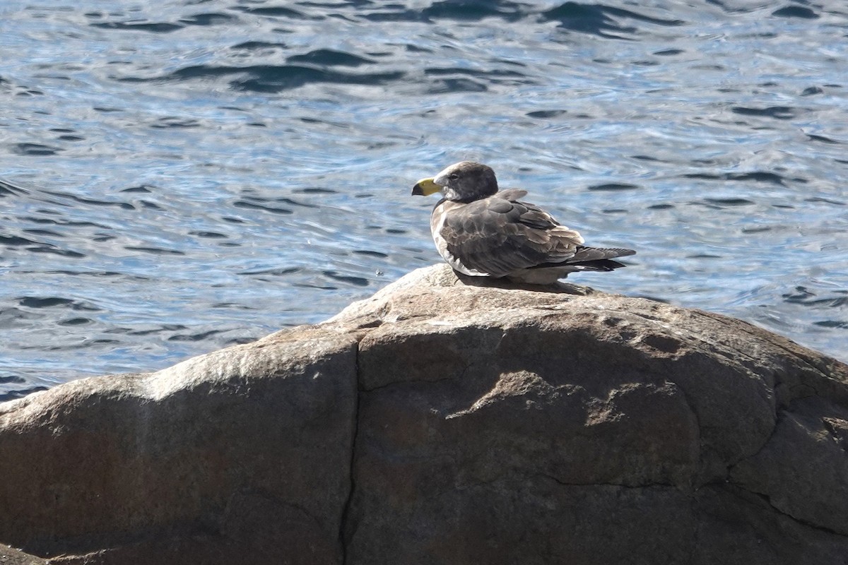 Pacific Gull - ML643636282