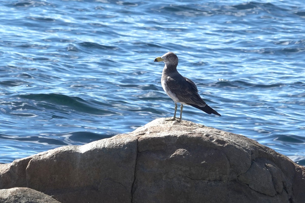 Pacific Gull - ML643636283