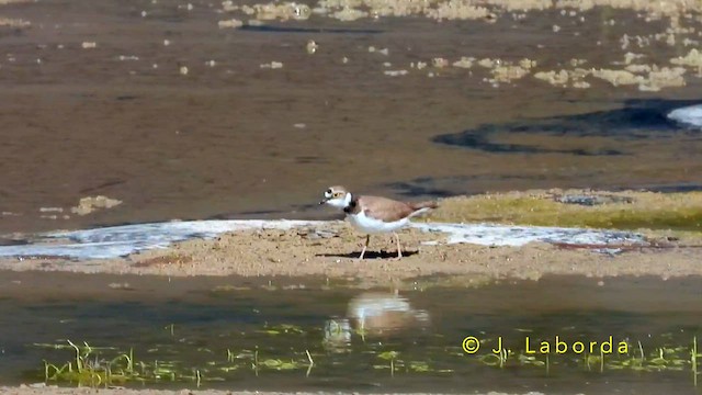 コチドリ - ML643636288