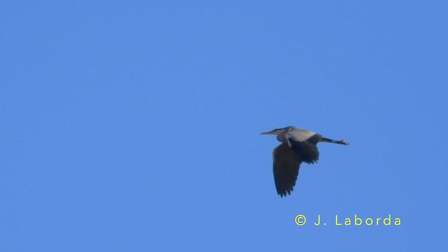 Хөх дэглий - ML643636293