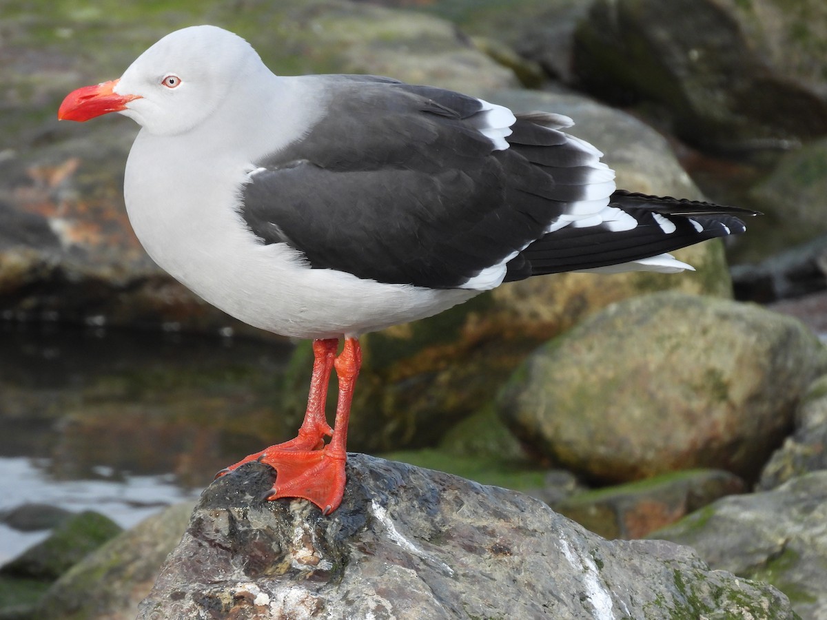 Dolphin Gull - ML643636294