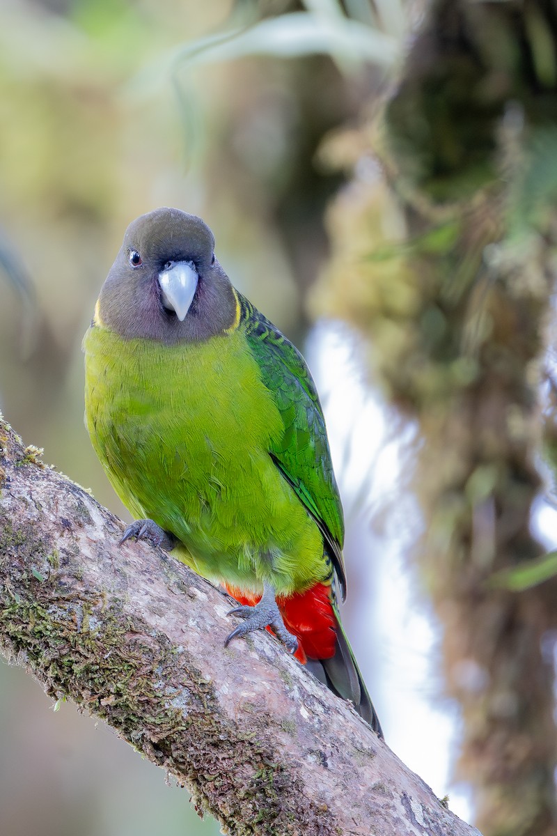 キクビワインコ - ML643636320
