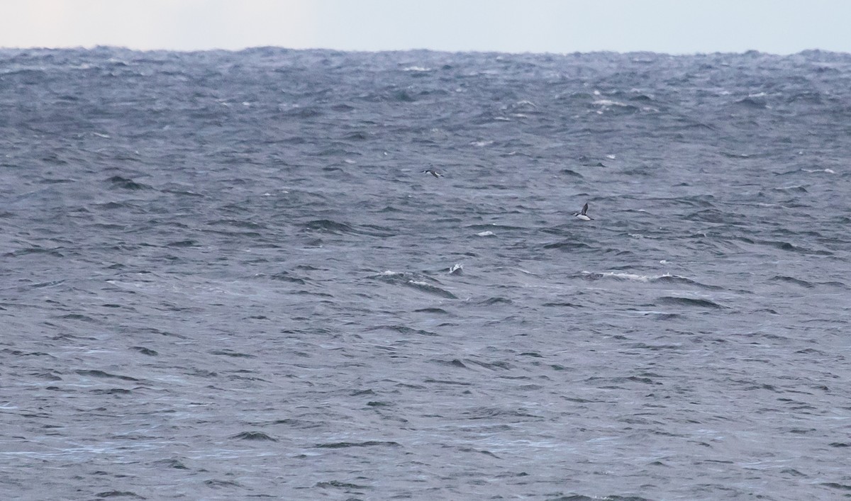 Common Murre - ML643636331