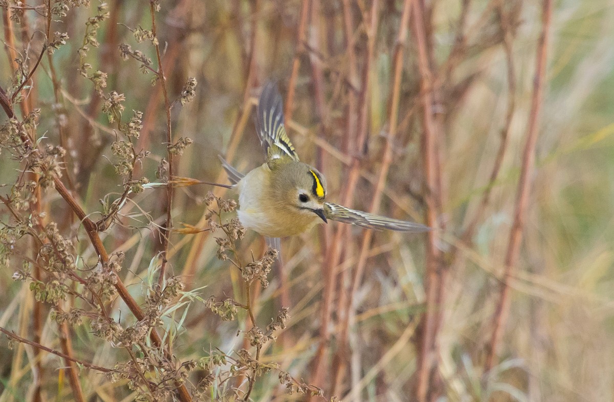 Goldcrest - ML643636337