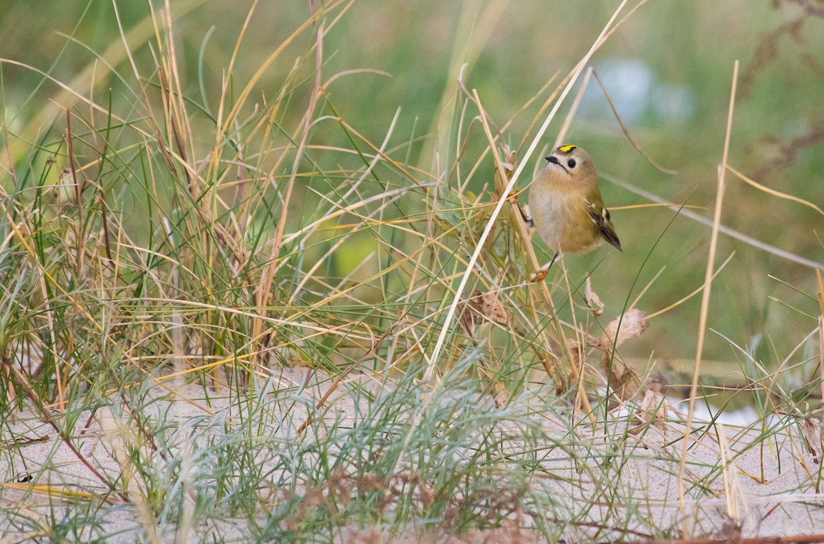 Goldcrest - ML643636338