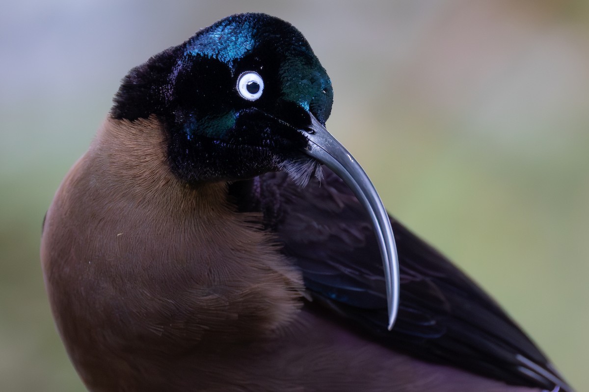 Brown Sicklebill - ML643636340