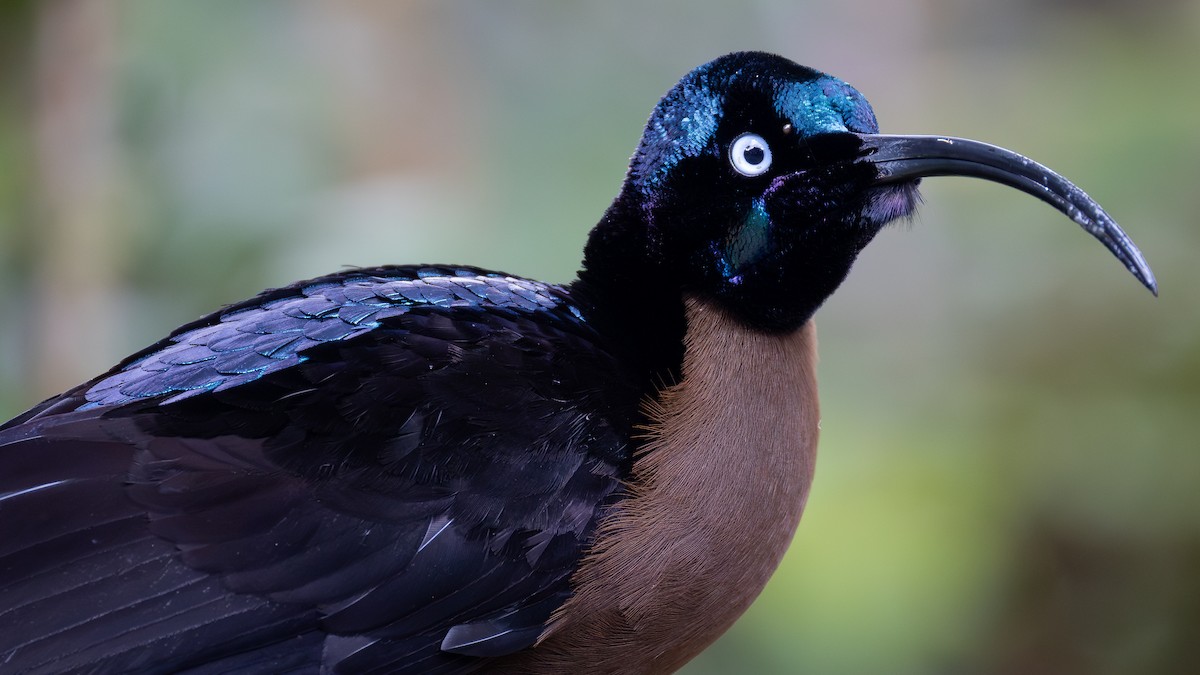 Brown Sicklebill - ML643636341