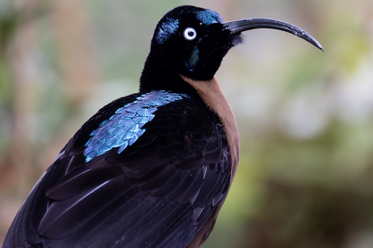 Brown Sicklebill - ML643636370