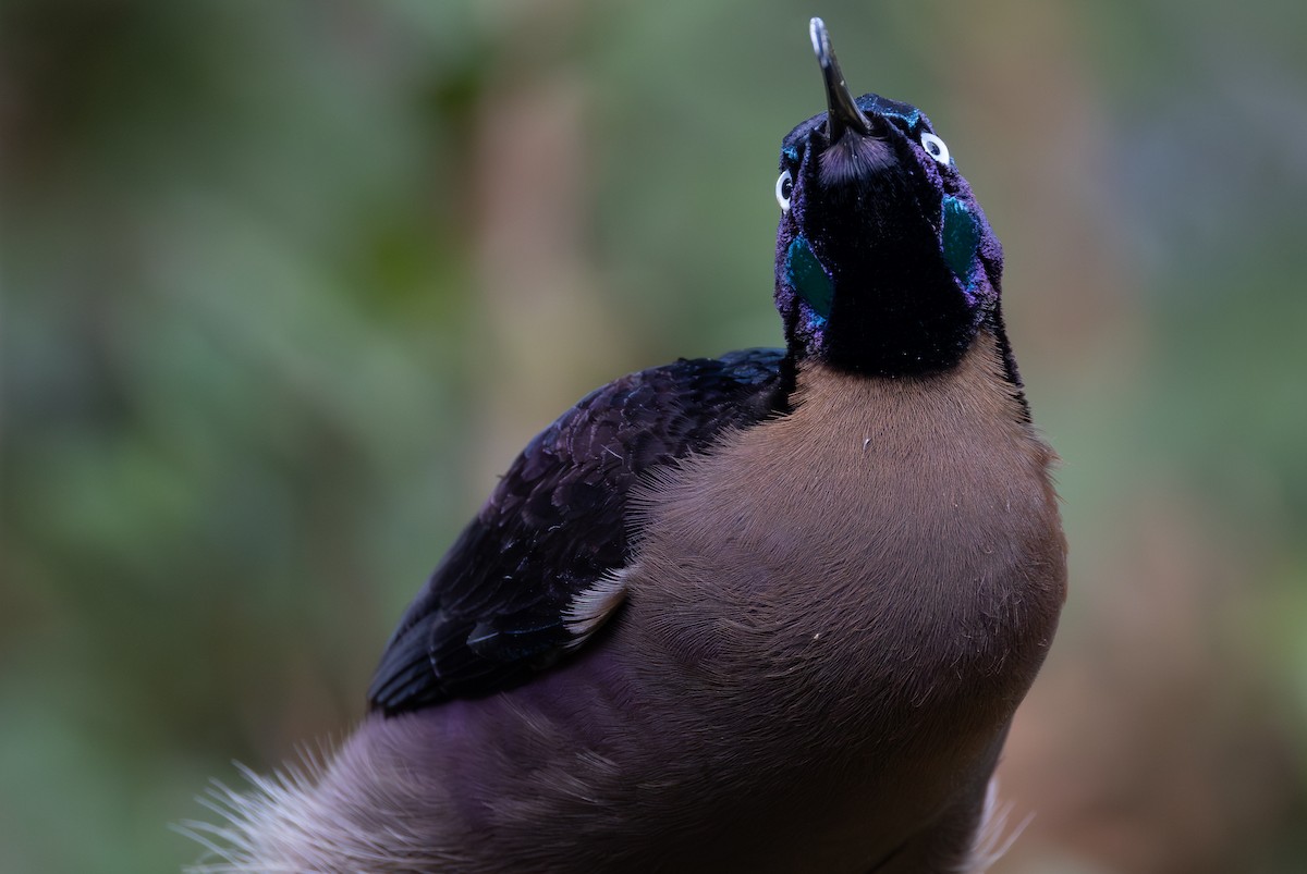 Brown Sicklebill - ML643636371