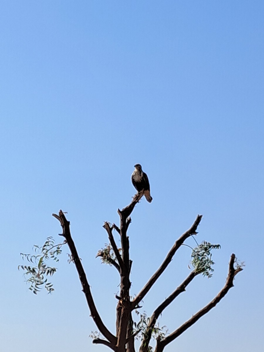 Faucon hobereau - ML643636380