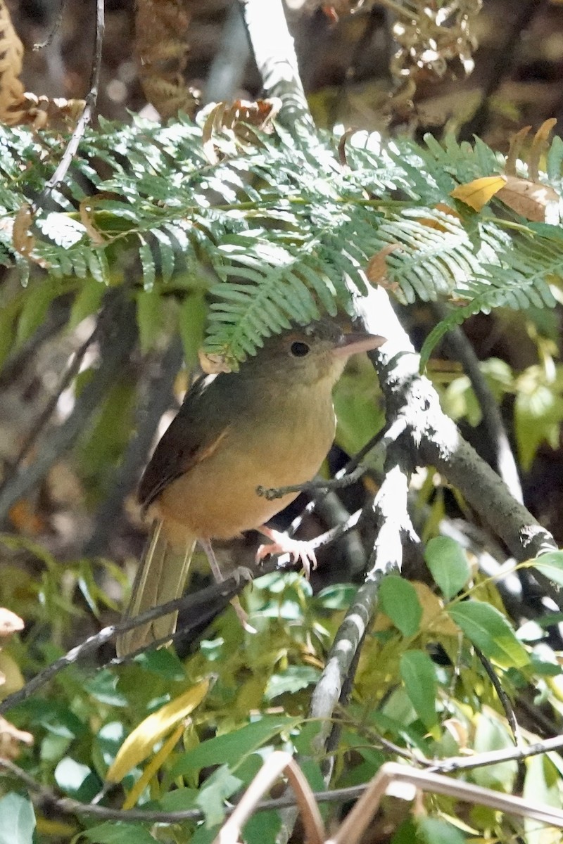 Rufous Shrikethrush - ML643636381