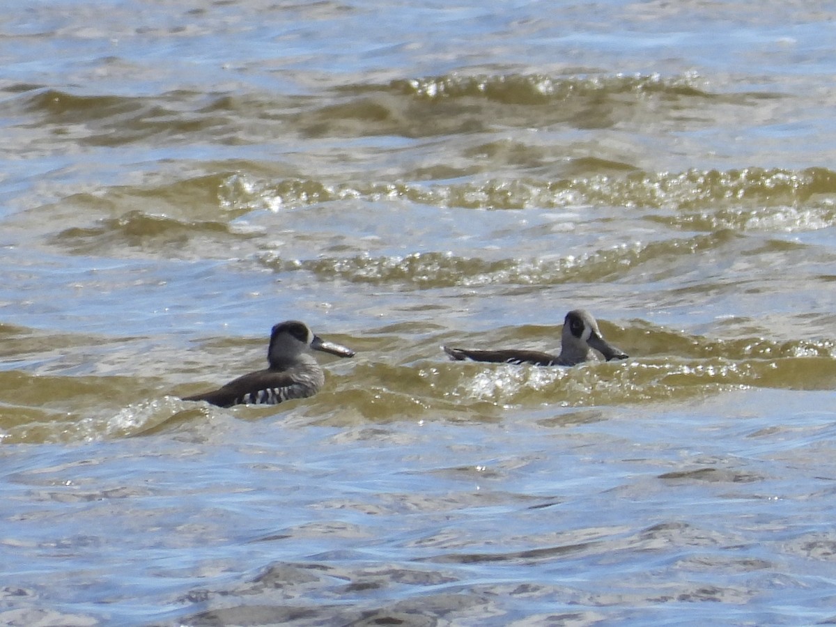 Pink-eared Duck - ML643636396