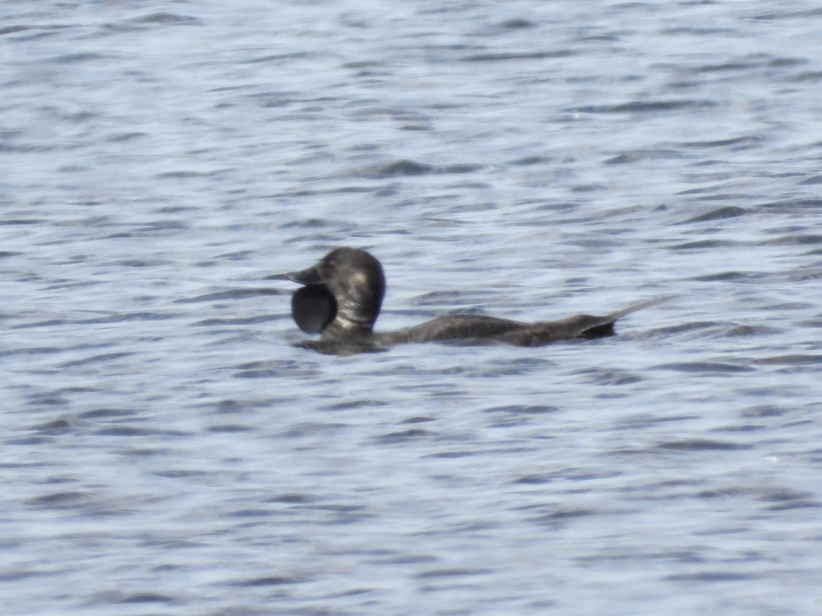 Musk Duck - ML643636397
