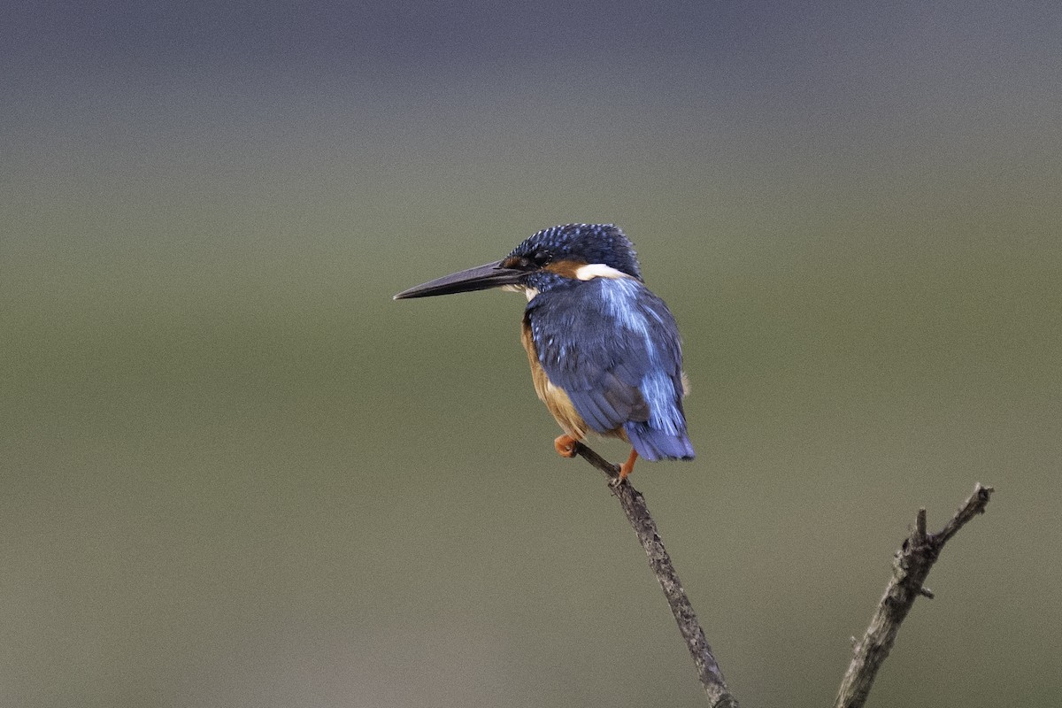 Common Kingfisher - ML643636412