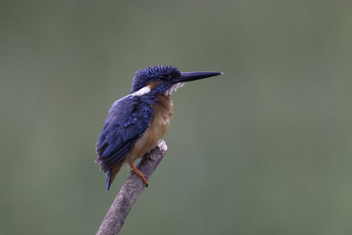 Common Kingfisher - ML643636413