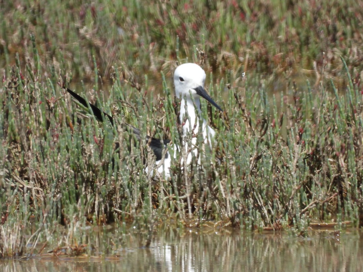黑領高蹺鴴 - ML643636417