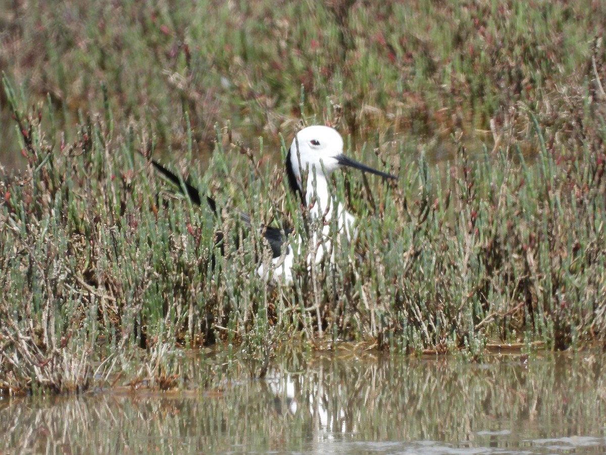 黑領高蹺鴴 - ML643636418
