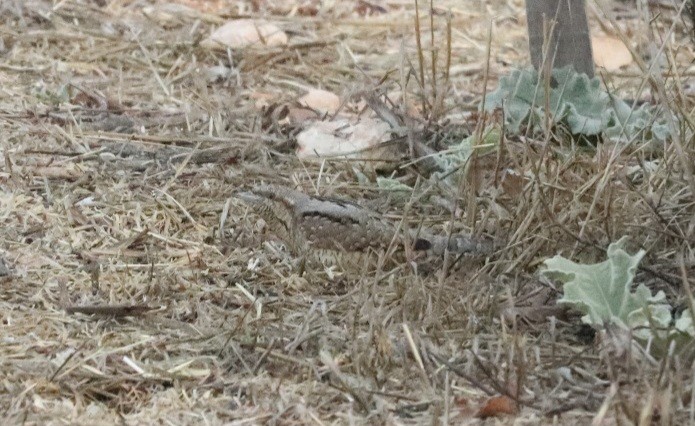 Холтсон гоётуул - ML643636419