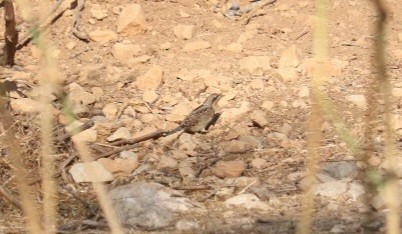 Холтсон гоётуул - ML643636420